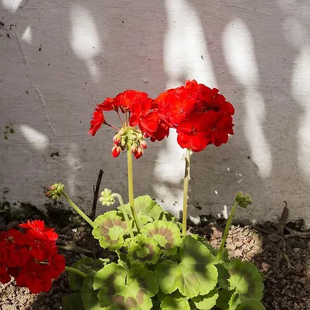 Family House Garden 度假居 蓬塔德尔加达