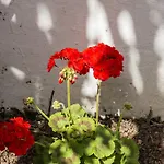 Family House Garden Casa vacanze Ponta Delgada