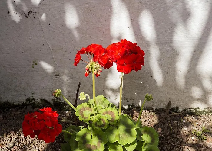 Family House Garden Сasa de vacaciones Ponta Delgada